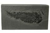 Devonian Lobe-Finned Fish (Osteolepis) Pos/Neg - Scotland #177083-2